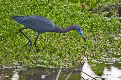Little Blue Heron / Aigrette Bleue