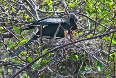 Anhinga / Anhinga d.Amérique