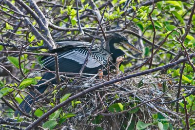Anhinga / Anhinga d.Amérique