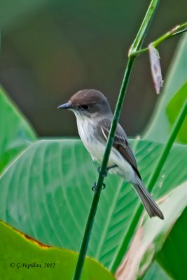 Flycatchers / Moucherolles & Tyrans