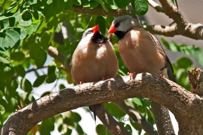 Tropical birds / Oiseaux tropicaux