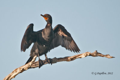Cormorans