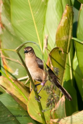 Northern Mockingbird / Moqueur Polyglotte