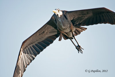 Great Blue Heron / Grand Héron