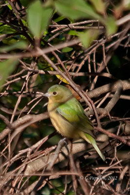 Grosbeaks, Cardinals, Buntings & Dickcissel / Cardinaux, Passerins & Dickcissel