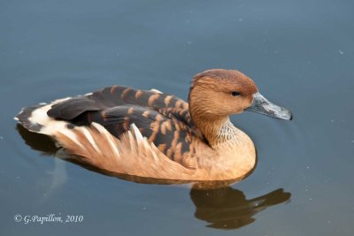 Fulvous Whistling Duck / Dendrocygne fauve