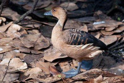 Fulvous Whistling Duck / Dendrocygne fauve