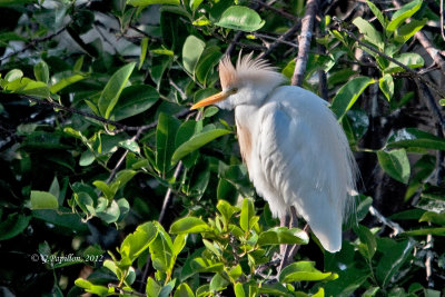 Cattle Egret / Héron garde-boeufs