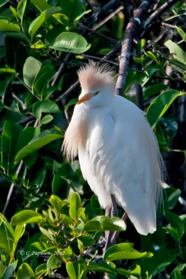 Cattle Egret / Héron garde-boeufs