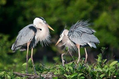 Great Blue Heron / Grand Héron