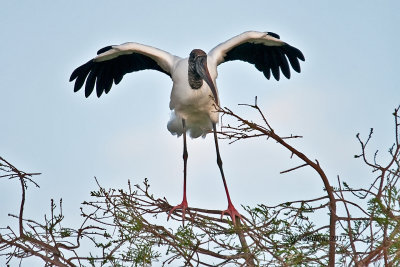 Stork /Tantale