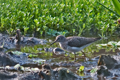 Solitary Sandpiper / Chevalier solitaire