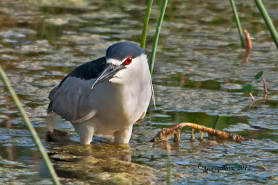 Black-crowned Night-Heron / Bihoreau gris
