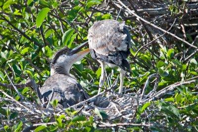 BIRDS OF FLORIDA 2012