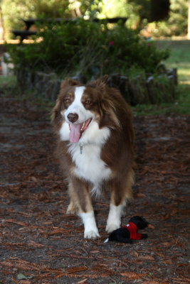 Mr Max Merlot