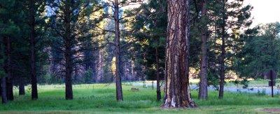 Meadow by the Chapel