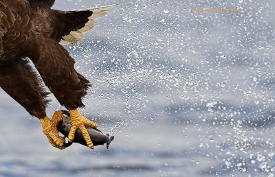 sea_eagle