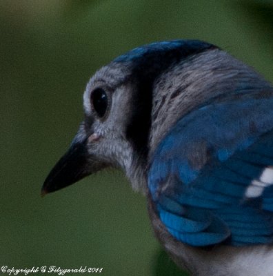 Blue Jays