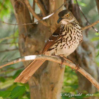 Brown Thrashers