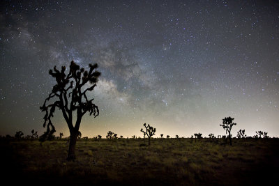 Joshua Tree 020