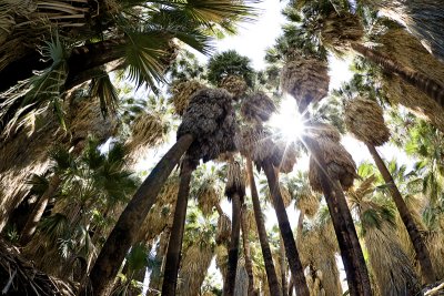 Thousand Palms, CA