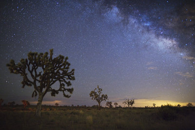 Joshua Tree