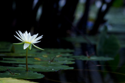 Water Lily 001