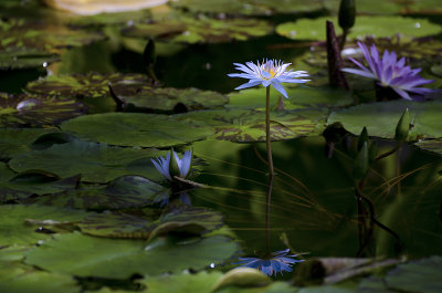 Water Lily 002