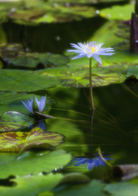 Water Lily 003