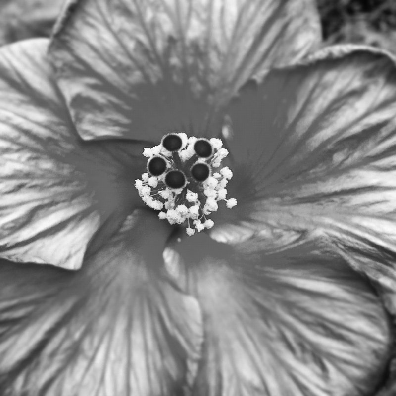 2012-07-21 BLK&WHT PRESIDENTA FLOWER