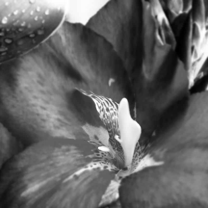 2012-07-22 BLK&WHT TROPICANA TROPICAL