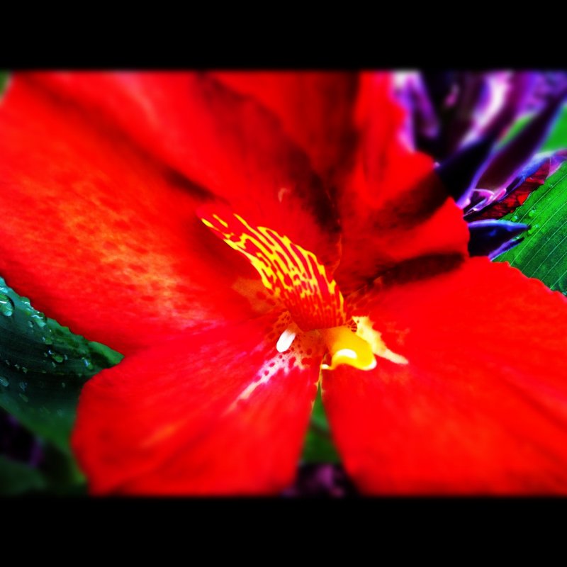 2012-07-22 TROPICANA TROPICAL FLOWER