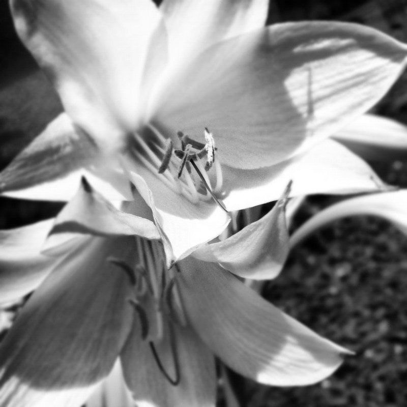 2012-07-21 BLK&WHT EASTER LILLY
