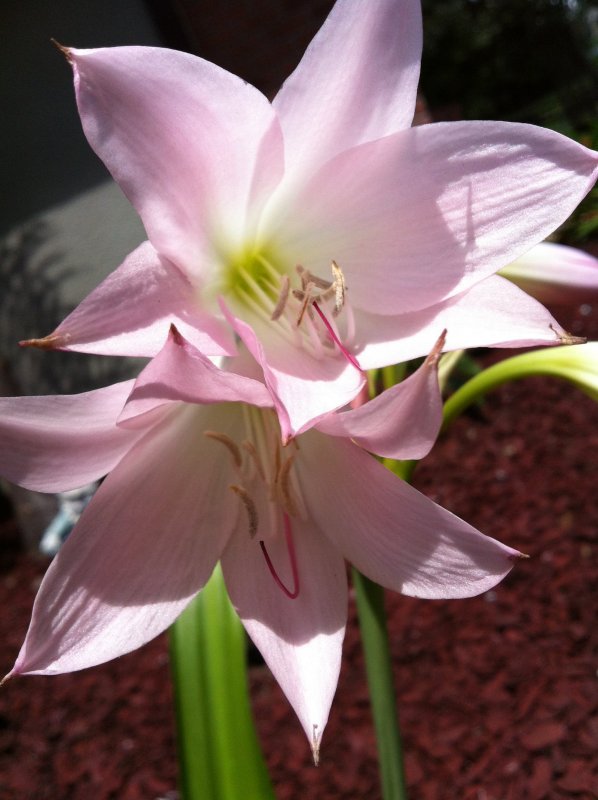 2012-07-21 DOUBLE EASTER LILLY