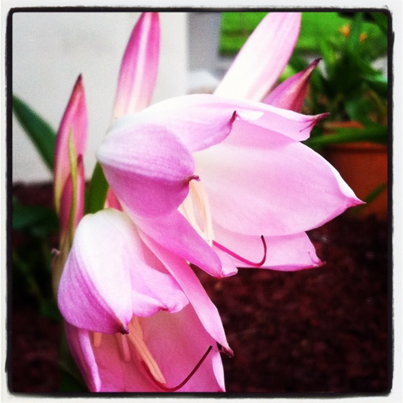 2012-07-20 PINK EASTER LILLY