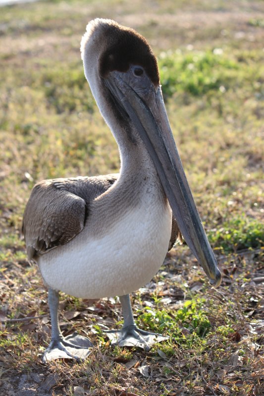 PELICAN FL
