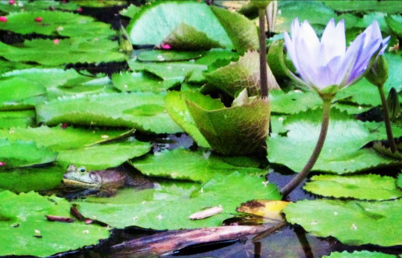 photo FROG AND WATER.JPG