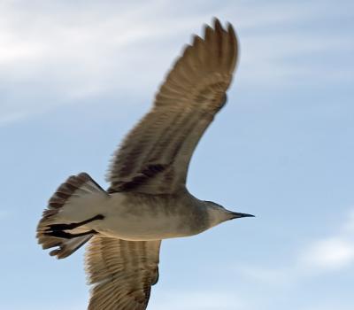 Seagull in flight