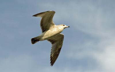 Seagull in flight