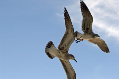 Two Seagulls in flight