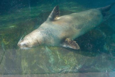 g4/90/120090/3/52399576.SeaLion.jpg