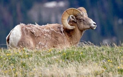 Big Horn Sheep