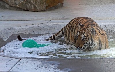 Tiger Bath (toy nearby)