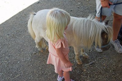 Dwarf pony