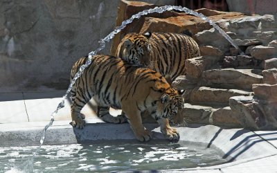 Tiger Fountain