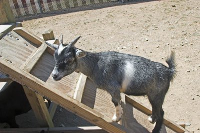 You got my goat