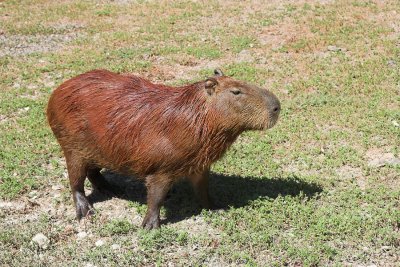 Largest rodent