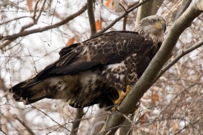 Immature Bald Takes Break from Fish Eating