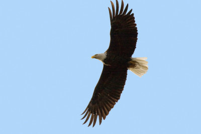 Bald Eagle in Flight
