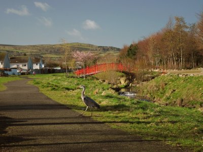 Heron in Sen Walsh Park